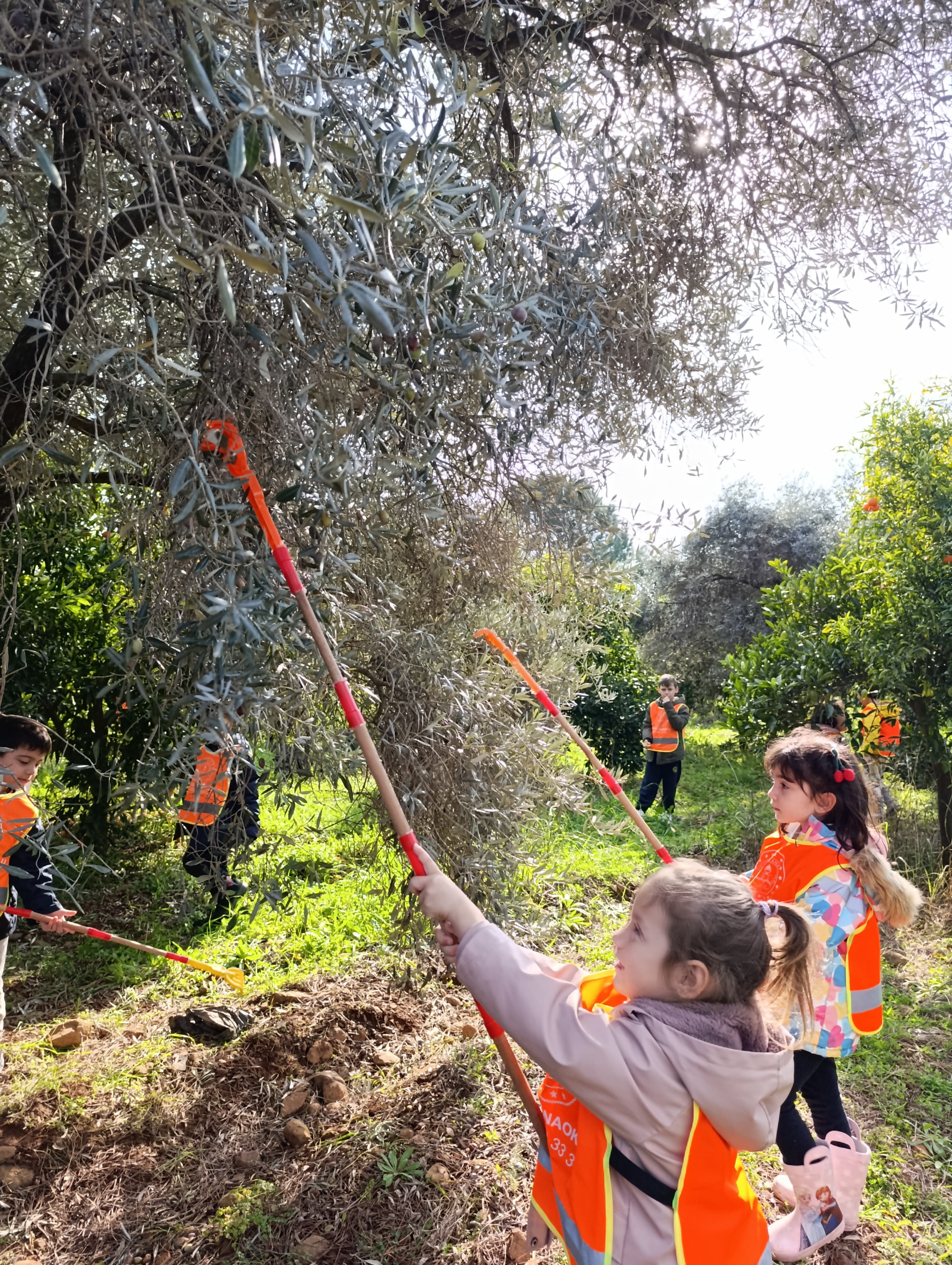 Zeytin Hasadını Yerinde Deneyimledik